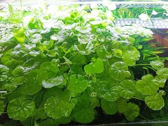 Hydrocotyle leucocephala (pupečník bílý) - 1