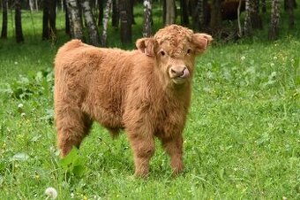 Prodám telátka Highland-Skotský náhorní skot,