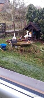 Vejce do líhně husa ceska