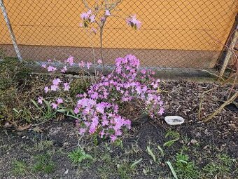 Rhododendron Praceox
