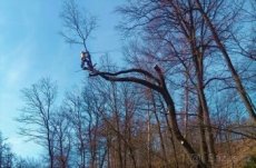 Rizikové kácení, arboristika