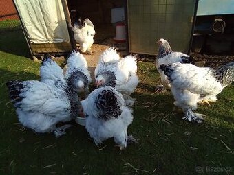 Brahmanka velká bílá kolumbijská