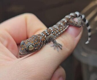 Samičky Gekko gecko (GEKON OBROVSKÝ)