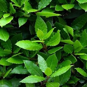 Bobkový list - Vavřín vznešený (léčivá rostlina)