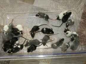 Přebytky myší a potkanů