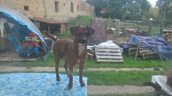 PEJSEK
