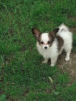 Papillon
