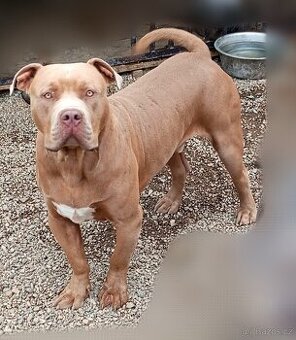 American bully xl