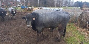 Plemenný býk Gasconne
