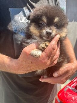 Pomeranian