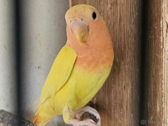Agapornis růžohrdlý,Holoubek diamantový