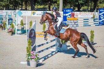 Valach teplokrevný typ, 15 let, spolehlivý