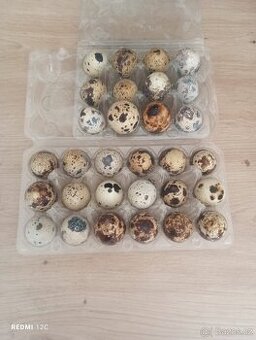 Křepelčí vajíčka