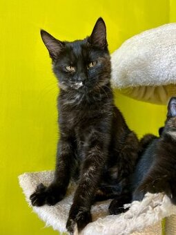 Ragdoll křížená kočička