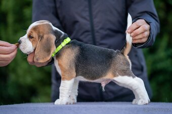 Prodám štěňátko bígla s PP