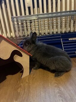 Daruji zakrslé králíčky teddy