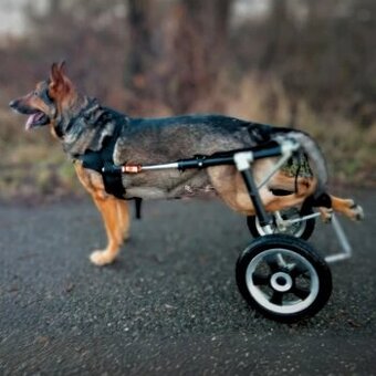 Vozíček pro pejska Monty