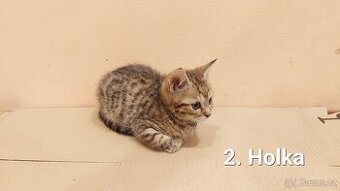 Daruji 2 koťátka (2 holky)