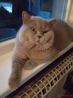 Britský kocour ke krytí - 1