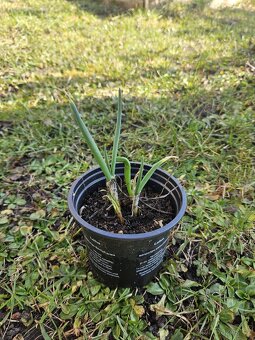 Cibule poschoďová prorůstavá ALLIUM X PROLIFERUM - sazenice