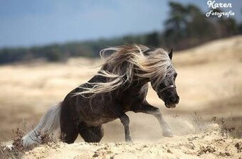 J.S Chalengers Loverboy - připouštění minihorse klisen - 1