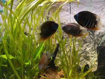 Kančík Červenooký ( heros severum)