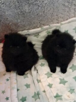 Pomeranian
