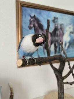 Agapornis škraboškový s vybavením