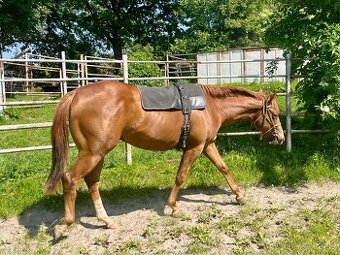 2 letý QH valach - 1