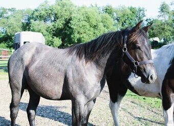 APH blue roan po PG Gunpowder