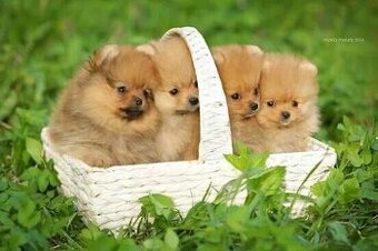 Pomeranian mini