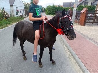 Predam kobylku ponika 116 cm