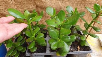 Tlustice vejčitá (Crassula ovata)