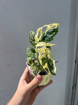 Monstera Adansonii Albo/Variegata a Mint