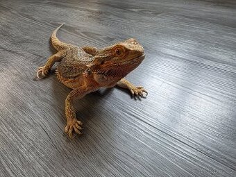 Agama Vousatá samec