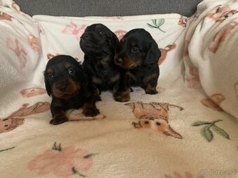 Jezevčík dlouhosrstý trpasličí/kraliči černý s pálením