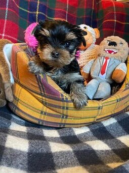 Jorkšírský teriér s PP FCI