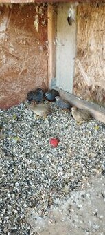 Prodám křepelky čínské