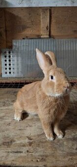 Prodam burunskeho samce