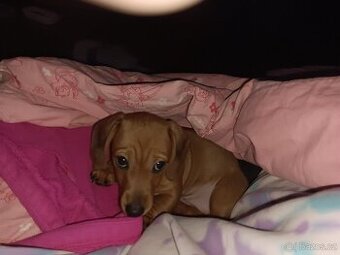 Jezevčík černý s pálením a hnědá (zrzavá) fena