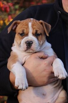 Americký stafordšírský teriér s PP fenka 1