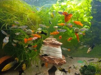 pres vanocni akce mlade mecovky red,ruzne mecovky mlade a pa