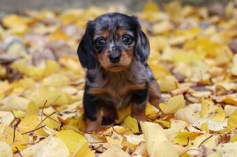 Jezevčík trpasličí