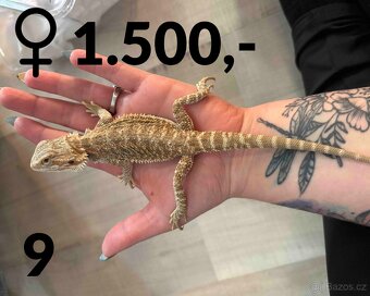 Agama vousatá  - mláďata, vlastní chov