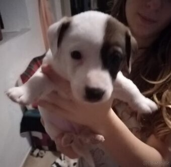Psí slečna JACK RUSSELL teriér - 1