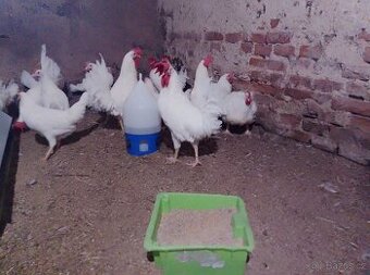 7 měsíční Kohouti