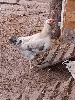 Kohouti modrá vejce