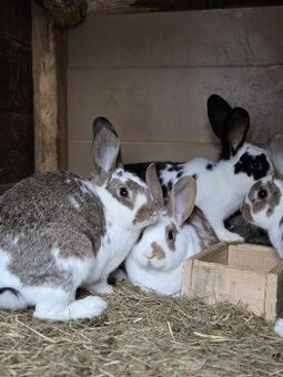 Samice i samci do chovu