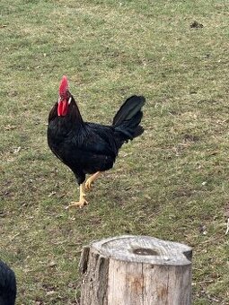 Prodam dva mlade kohouty 200,- CZK / KS