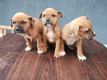 Americký stafordšírský teriér